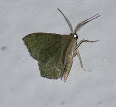 Chloropteryx nordicaria