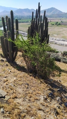 Trichocereus chiloensis chiloensis