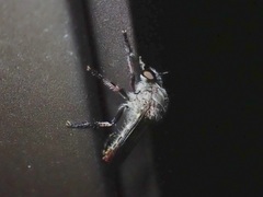 Heteropogon macerinus