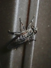 Heteropogon macerinus