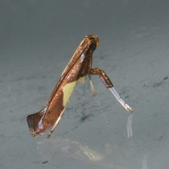 Caloptilia stigmatella