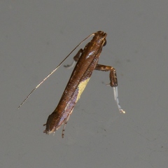 Caloptilia stigmatella