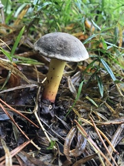 Xerocomellus zelleri