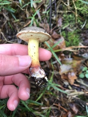 Xerocomellus zelleri