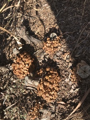 Desarmillaria caespitosa