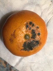 Phyllosticta citricarpa