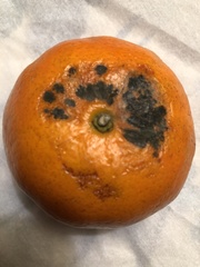 Phyllosticta citricarpa