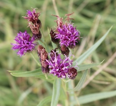 Vernonia marginata