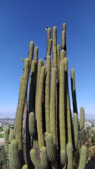 Trichocereus chiloensis chiloensis