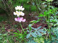 Lupinus mutabilis