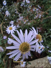 Aster lautureanus