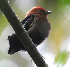 Machaeropterus deliciosus