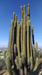 Trichocereus chiloensis chiloensis