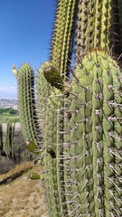 Trichocereus chiloensis chiloensis