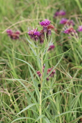 Vernonia marginata