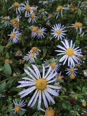 Aster lautureanus