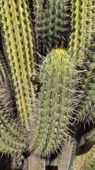 Trichocereus chiloensis chiloensis