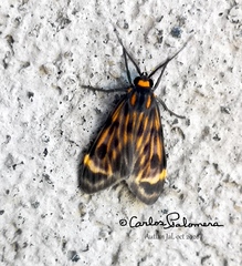 Eucereon phaeoprocta