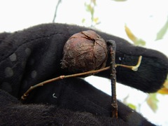 Rabdophaga salicisgnaphalioides