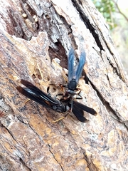 Polistes satan