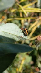 Neocapsus