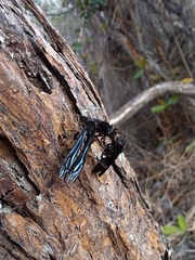 Polistes satan
