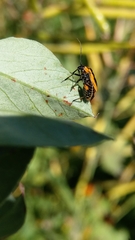 Neocapsus