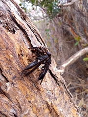 Polistes satan