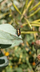 Neocapsus