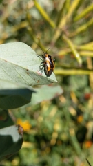 Neocapsus