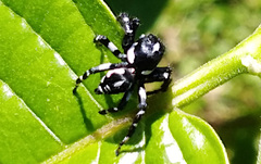 Phiale guttata