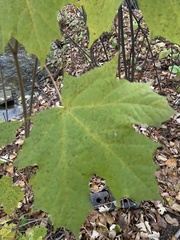 Acer platanoides