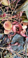 Aristolochia maxima