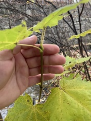 Acer platanoides