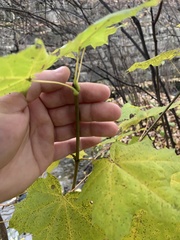 Acer platanoides