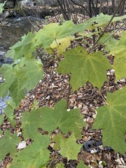 Acer platanoides