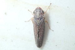 Graphocephala confluens