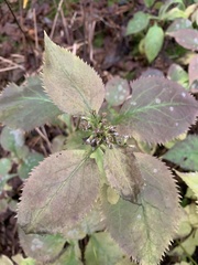 Solidago flexicaulis