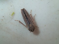 Graphocephala confluens