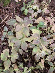 Solidago flexicaulis