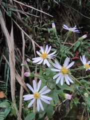 Aster lautureanus