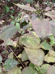 Solidago flexicaulis