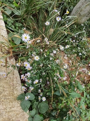 Aster lautureanus