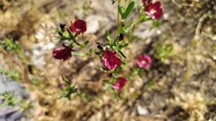 Clarkia tenella