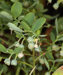 Vaccinium shastense shastense
