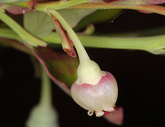 Vaccinium shastense shastense