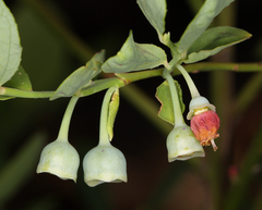 Vaccinium shastense shastense