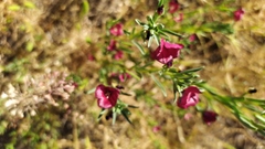 Clarkia tenella