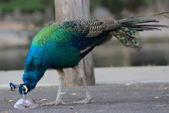 Pavo cristatus × muticus