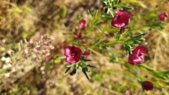 Clarkia tenella